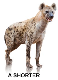 Hyena - The Anatomy of Shorting